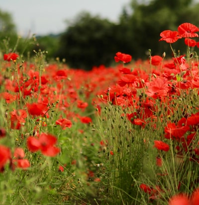 The day of the red flower field
